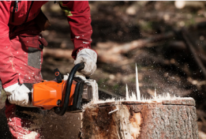 stump removal Adelaide contact details