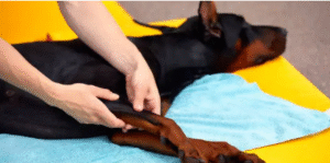 CCL tear in dogs