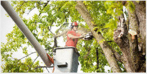 tree removal Adealide hills