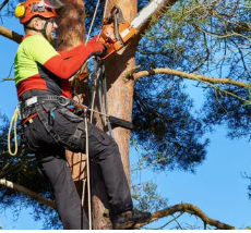 Tree Arborist Adelaide Hills’ Why Hiring a Qualified Tree Arborist in Adelaide Hills, SA Is Essential for Healthy and Safe Trees