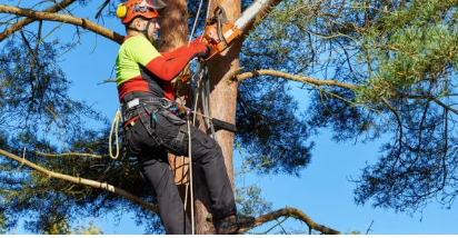 tree arborist Adelaide Hills